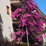 Bari, quella bouganville viola alta 4 piani